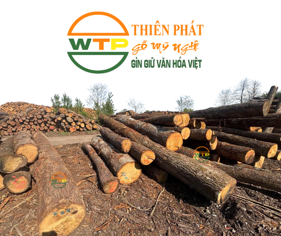 Gỗ sồi tròn Châu Âu nguyên khối nhập khẩu tại kho Gỗ Thiên Phát